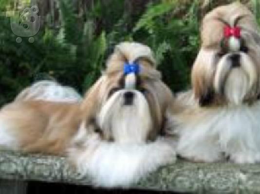 Shih tzu καθαρόαιμα επιλογής
